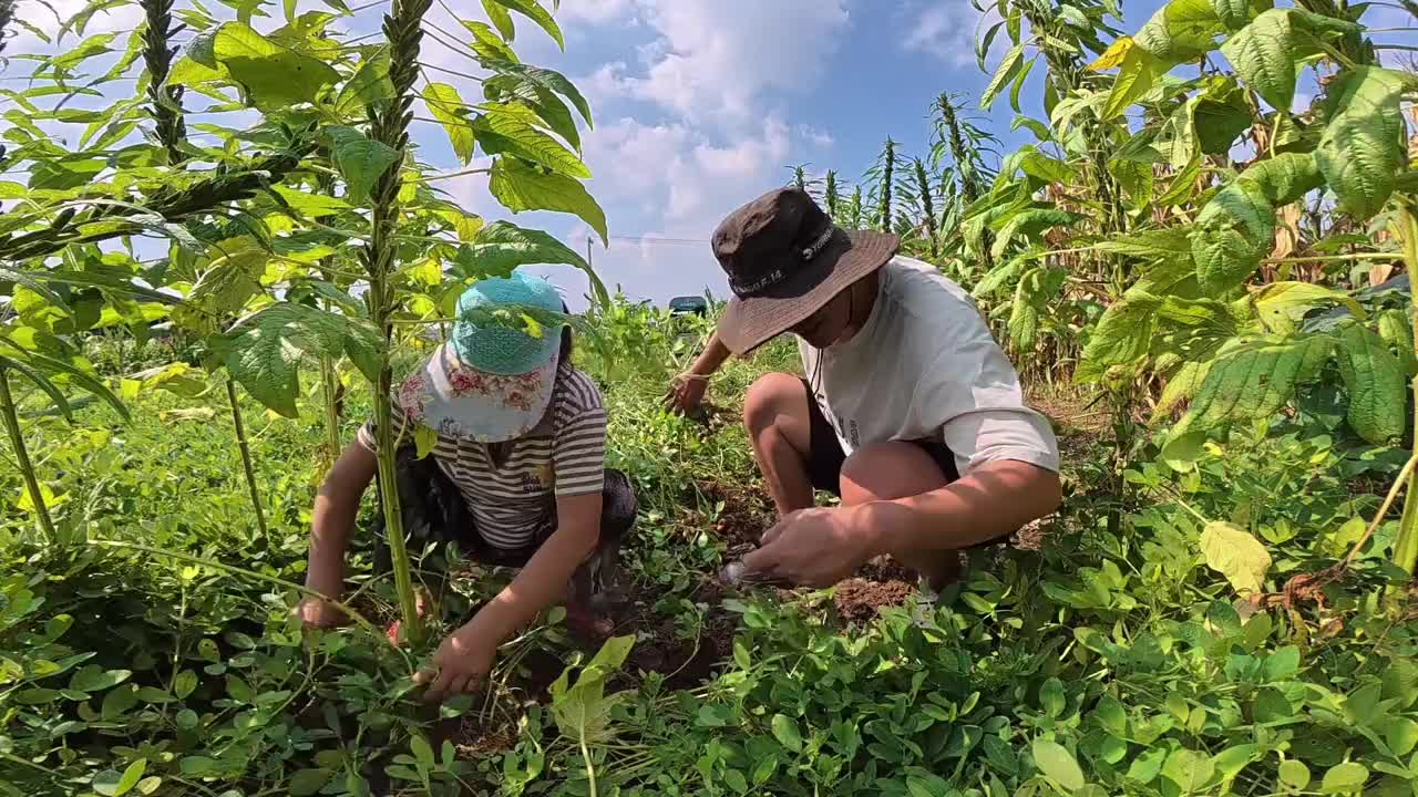 拉货全国跑，前往河南郑州！ 回家帮家里收花生vlog日常 一人一车浪迹天涯 用抖音记录卡车生活 货拉拉 vlog十亿流