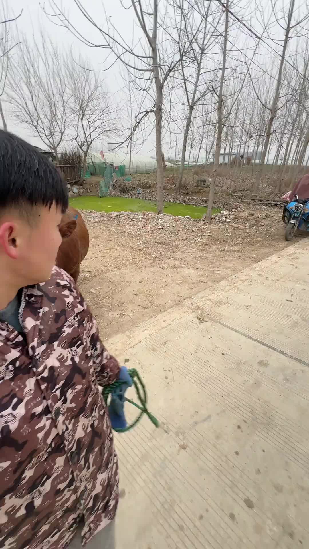 快过年了，买头牛，顺便牵着回家，自己剥！水磊