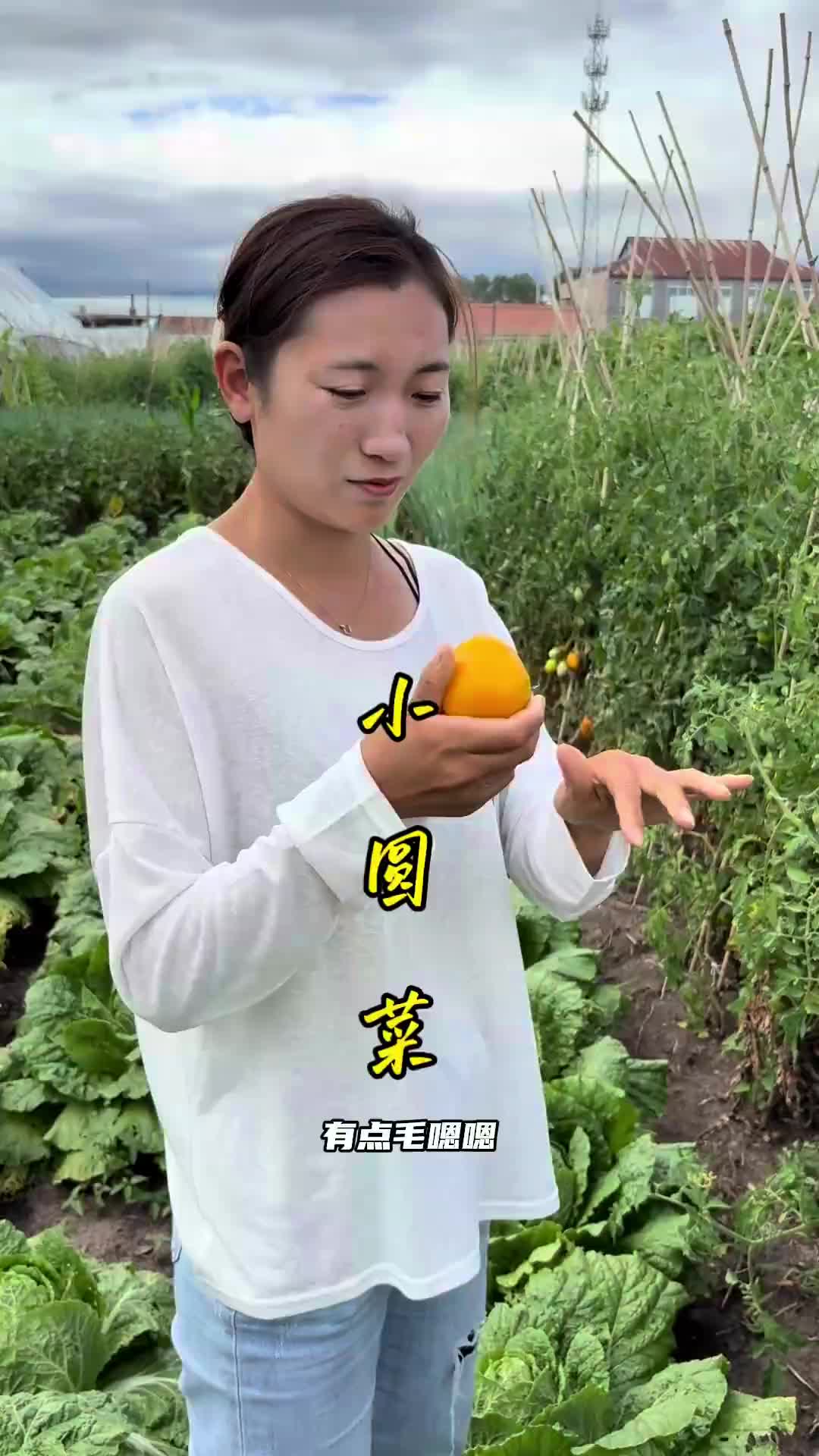  小圆菜 乡村生活家 新农人2025 记录生活