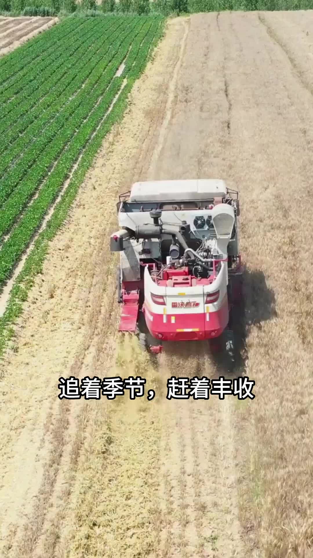 车轮追着丰收，日子赶着希望一台靠谱的车，一份踏实的坚守骏铃A9，麦客们的好帮手江淮1卡 江淮商用车 收割机运输 麦客