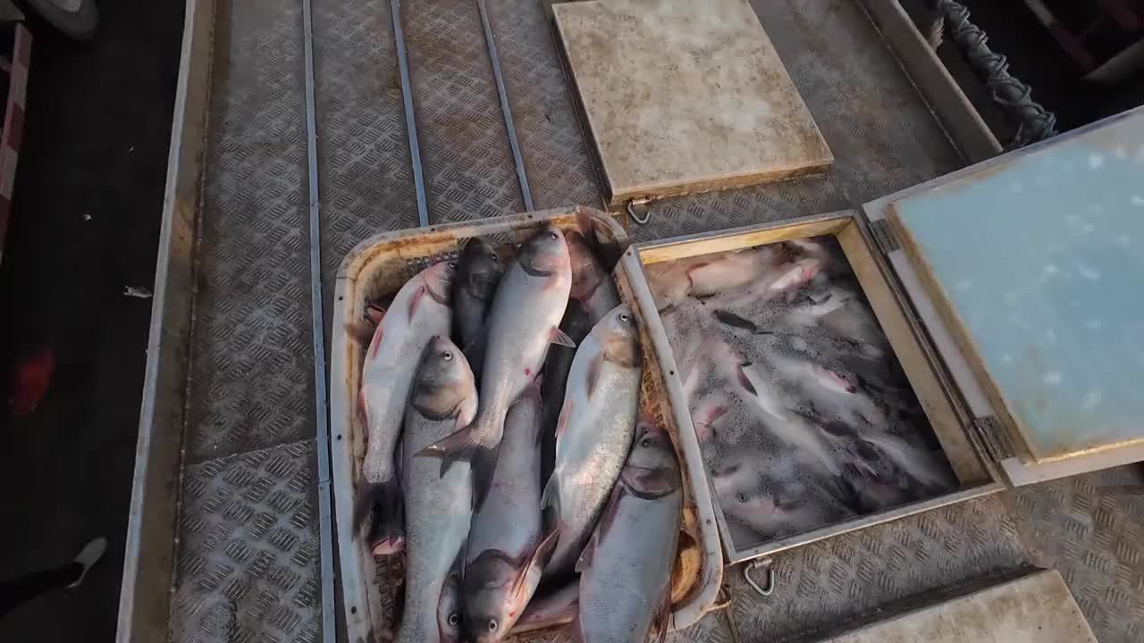 这一车白鲢东拼西凑才配齐啊，不好搞啊 vlog十亿流量扶持计划 原创视频