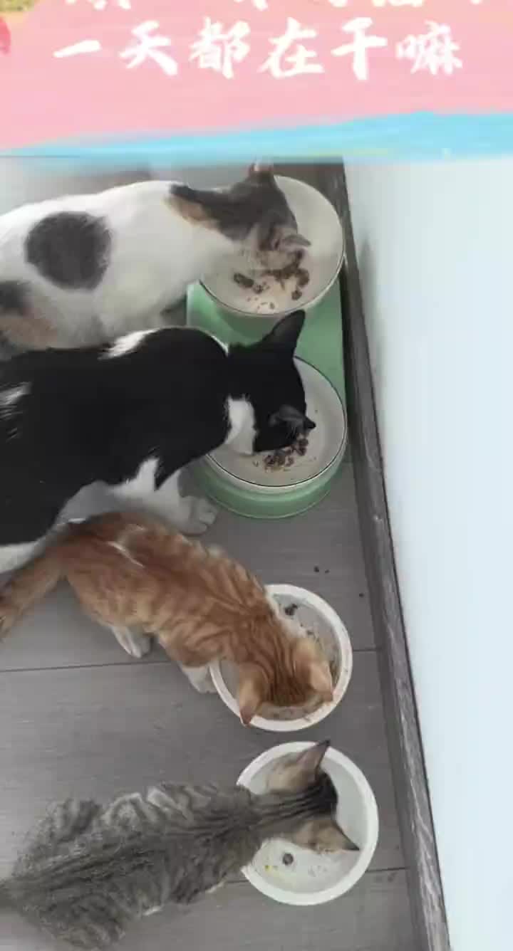 太能吃了 #流浪猫被收编 #好员工的标准 #猫咪打架日常 #好猫咪咪